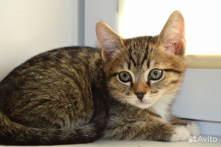Котенок 2,5 месяца девочка