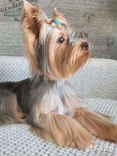 Йоркширский терьер вязка