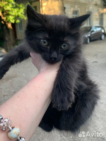 Котенок в дар