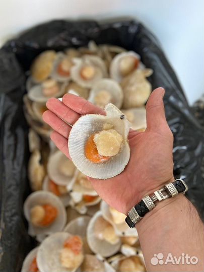 Морской гребешок