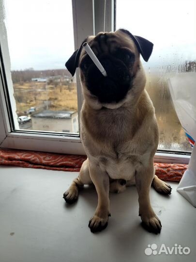 Мопс вязка мальчик