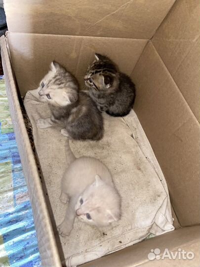 Британские котята