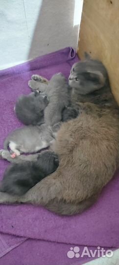 Британская кошка