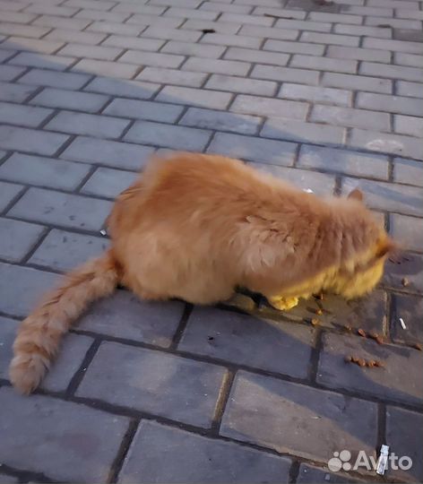 Кот в добрые руки