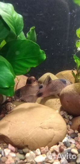 Коридорасы панда, трилинеатус