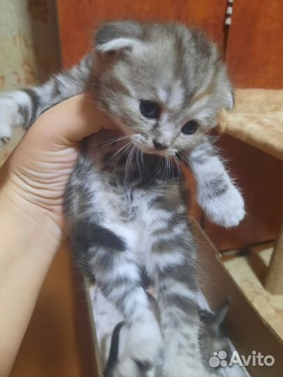 Шотландские котята
