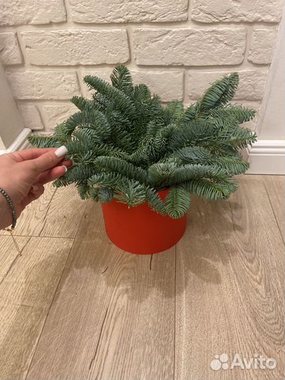 Букет из Нобилиса в шляпной коробке