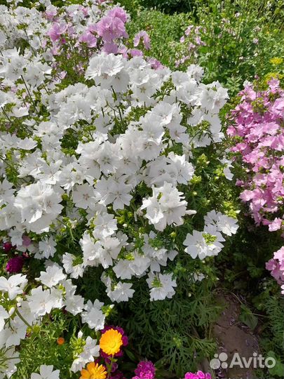 Мускусная мальва, многолетник