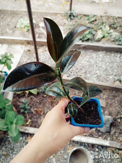 Фикус каучуконосный