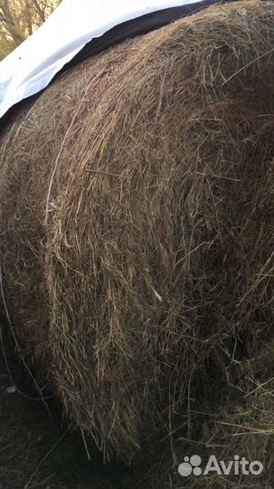 Сено луговое