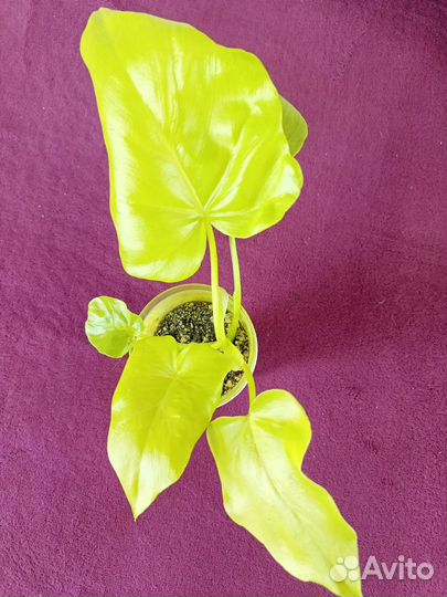 Домашние растения цветы