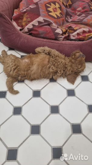 Карликовый пудель