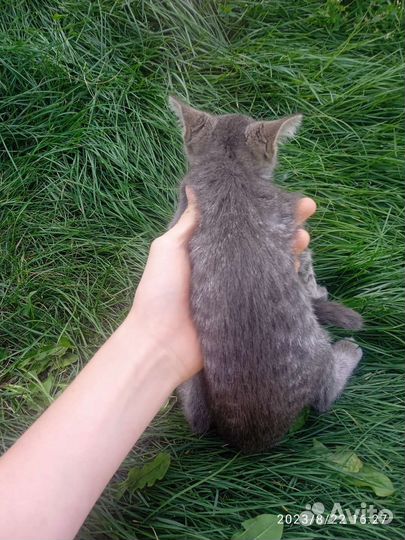 Отдам кошку