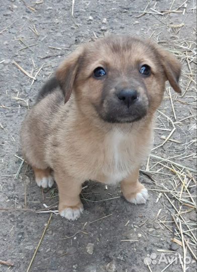 Щенок в добрые руки