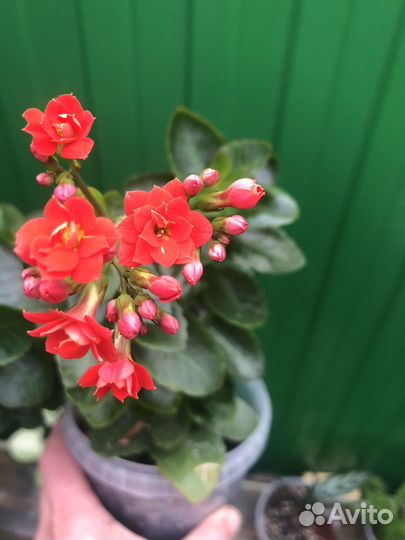 Комнатные цветы