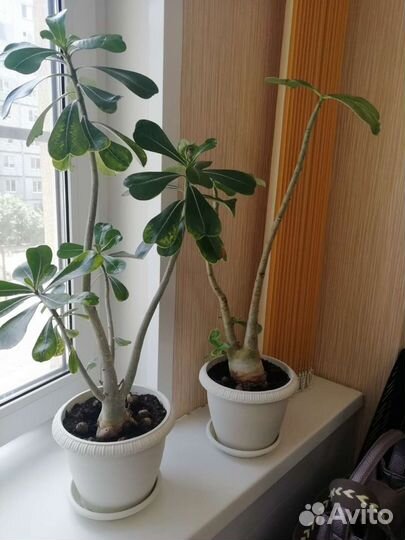 Адениум взрослый