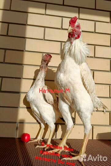 Инкубационное яйцо бойцы О Шамо