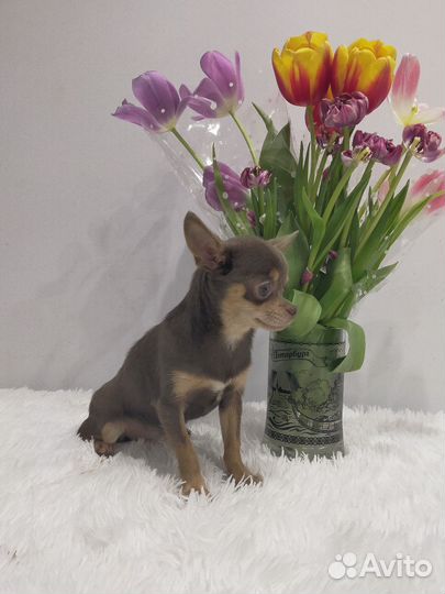 Лиловая чихуашечка