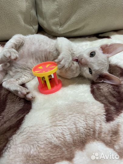 Котята Донского сфинкса