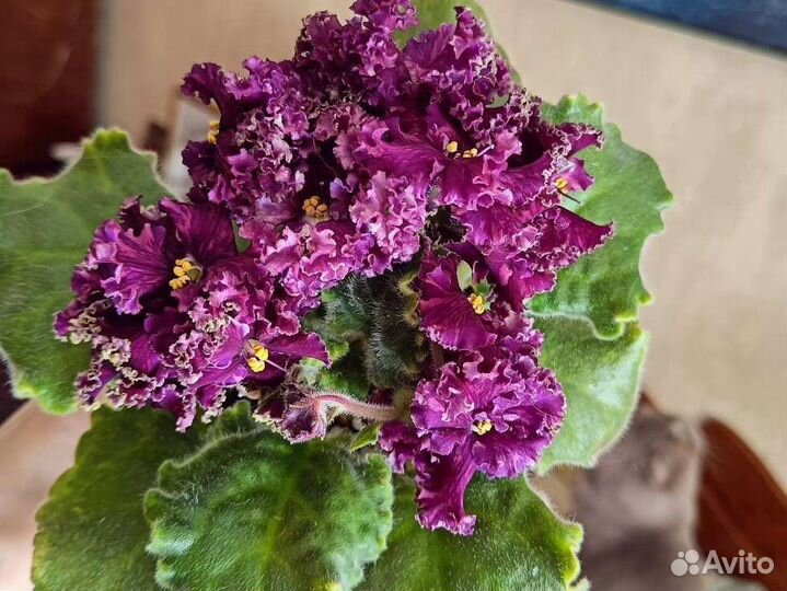 Фиалка ав-Ночной дозор