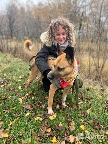 Красивая умная собака грустит в приюте