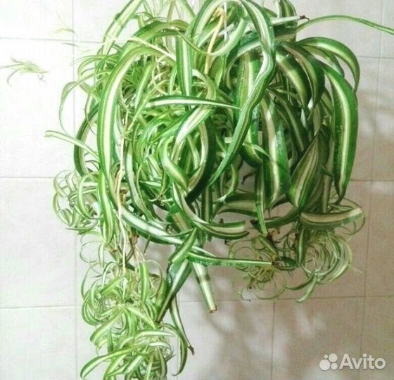 Хлорофитум кудрявый