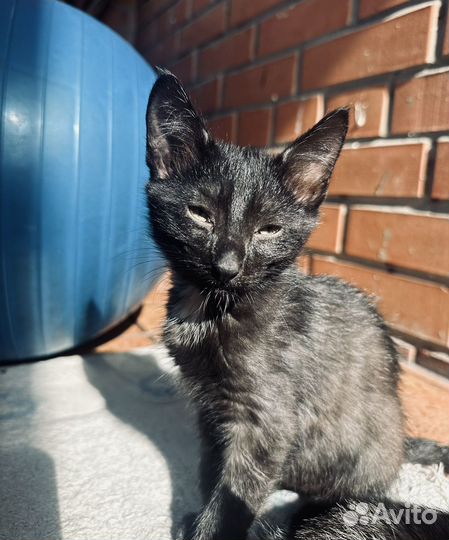 Котята в добрые руки приучены к лотку