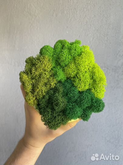 Стабилизированный мох, 1 кг