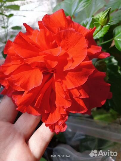 Гибискус красный, махровый