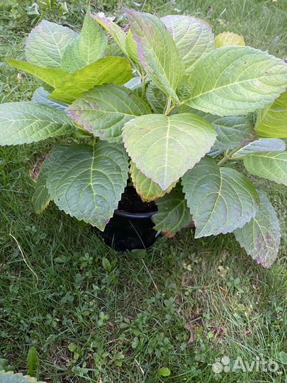 Гортензия крупнолистная вечное лето Зе Брайд