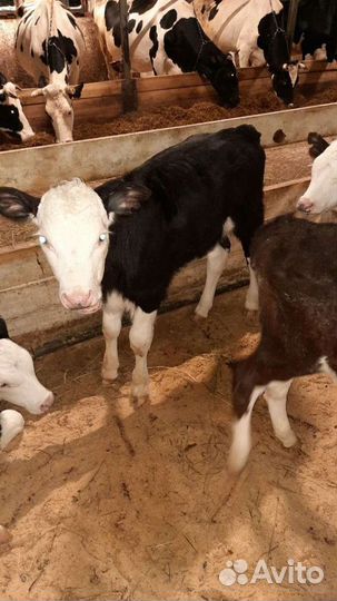 Бычки холмогоры от 2 х недель