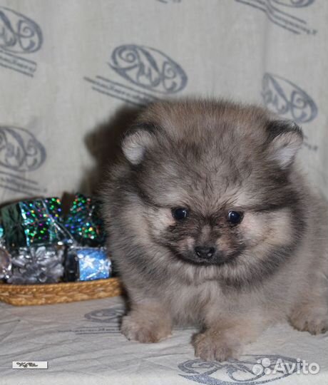 Щенки шпица