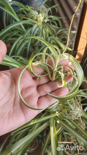 Хлорофитум кудрявый