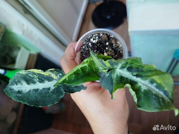 Сингониум яичница