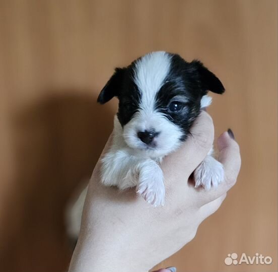 Щенки папийона