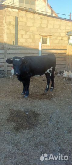 Телки стельные