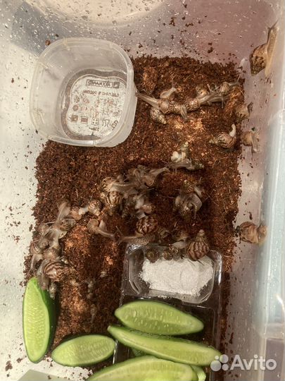 Улитки ахатины