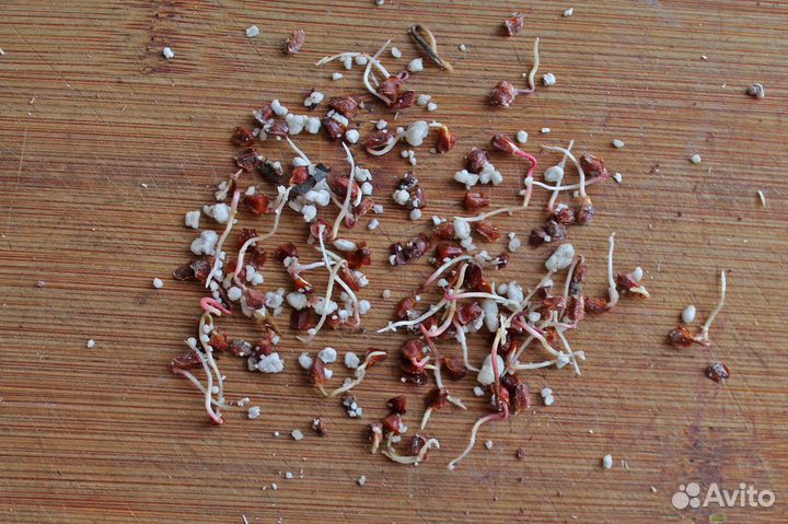 Кипарис вечнозеленый, семена