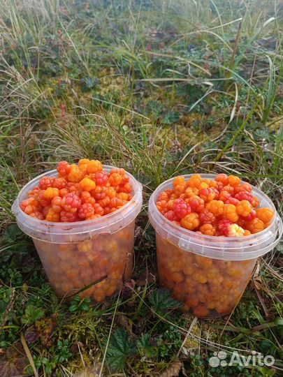 Морошка свежая с побережья Карского моря