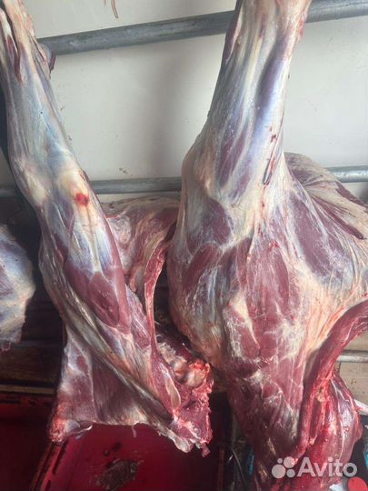 Мясо говядина, быки, телятина в полутушах