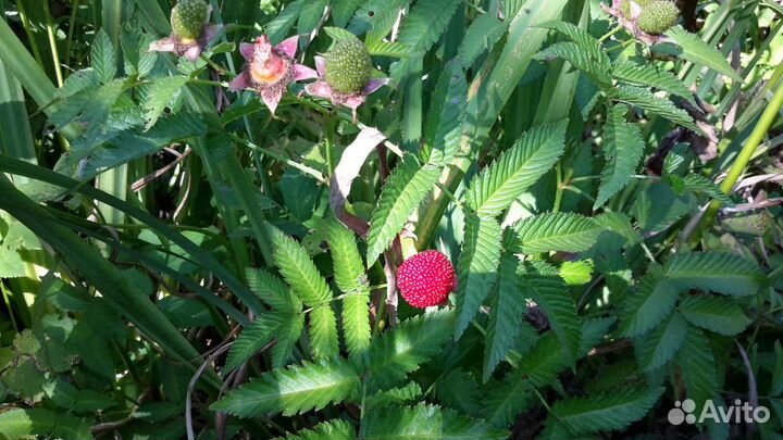 Саженцы Miao, Мяо, тибетская малина, малина розол