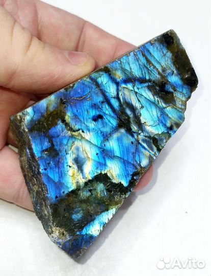 Лабрадор сине-голубой