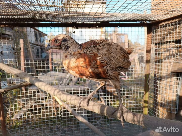 Охотничий Фазан самцы