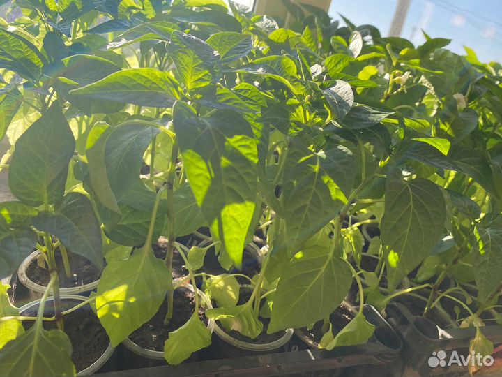 Рассада перца