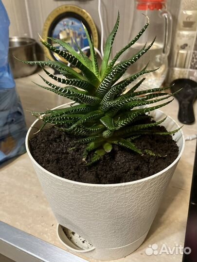 Фиалки,сукуленты