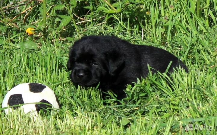 Лабрадор, черныши мальчик и девочка