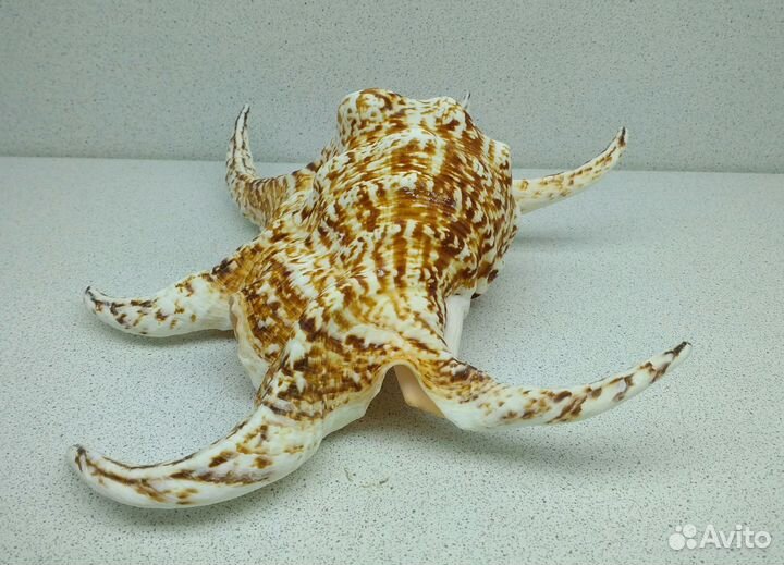 Ламбис Ширагра 24,1 морская ракушка раковина