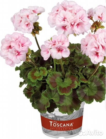 Пеларгония герань сортовая