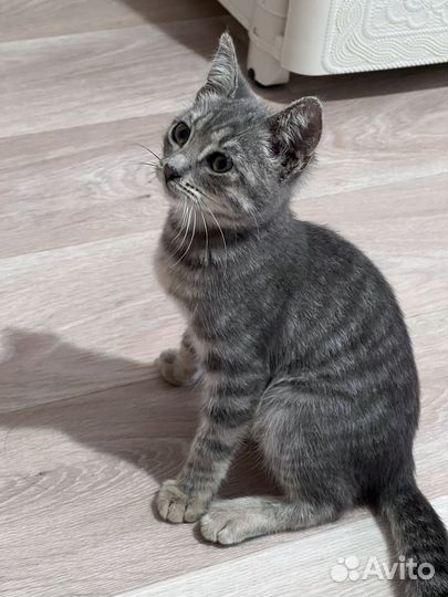 Котенок