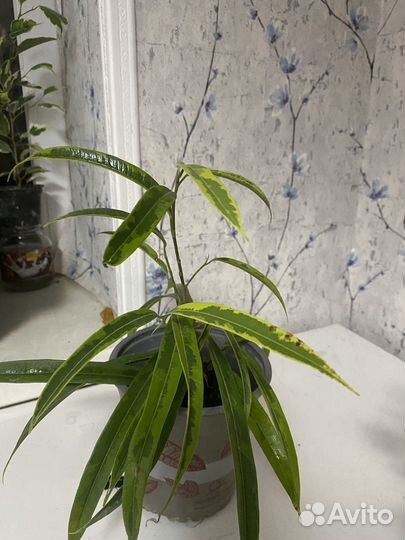 Фикус али голд